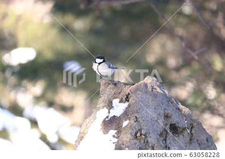 Great tit Tokachi snow scene 63058228