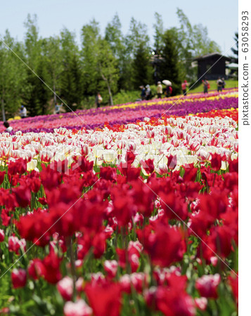 Bright red tulip field Bright red tulip field 63058293