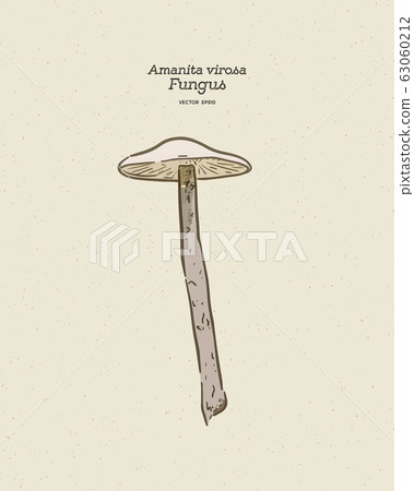 Amanita virosa, commonly known in Europe as the Amanita virosa, commonly known in Europe as the 63060212