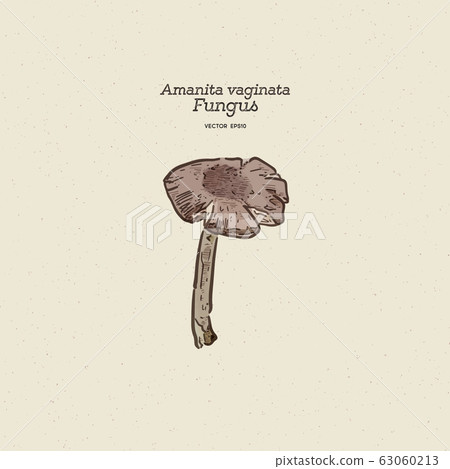 Amanita vaginata, commonly known as the grisette, 63060213