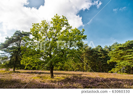 Heathland with flowering common heather Heathland with flowering common heather 63060330