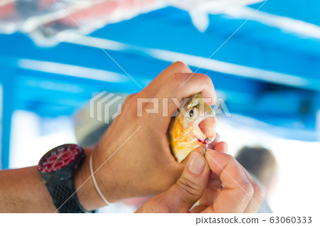 Fish on hook in male hands in Santarem, Brazil Fish on hook in male hands in Santarem, Brazil 63060333