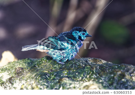 Bird with blue feathers sitting on stone 63060353