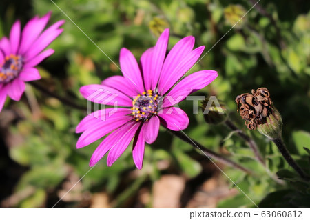 Flowers Flowers 63060812