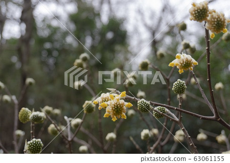 Flower of Mitsumata started to bloom Flower of Mitsumata started to bloom 63061155