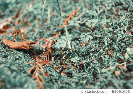 伊豆 伊豆 63061608