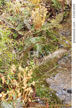 Koamishiro Forest (Early Spring) 63061695