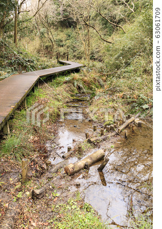 Koamishiro Forest (Early Spring) 63061709