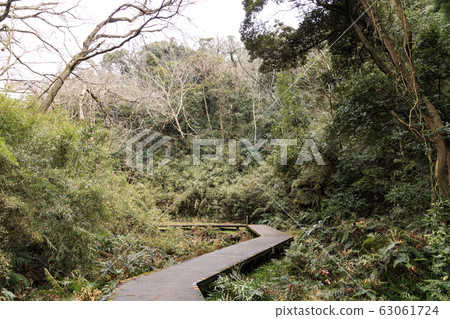 Koamishiro Forest (Early Spring) 63061724