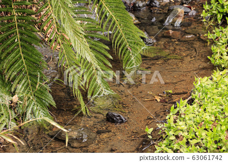 Koamishiro Forest (Early Spring) 63061742