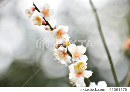 Plum blossom Plum blossom 63061876