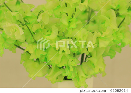 香豌豆 63062014