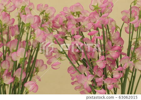 香豌豆 香豌豆 63062015