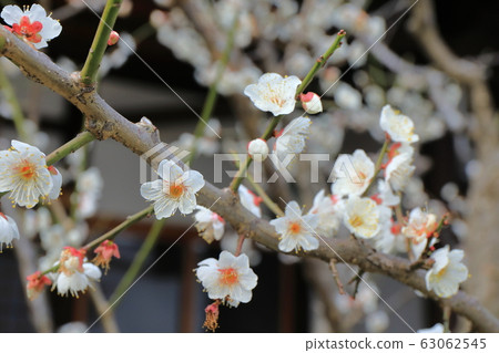 Plum blossoms 63062545