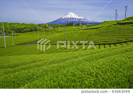 [Shizuoka Prefecture] Mt. Fuji Tea Field 63063049