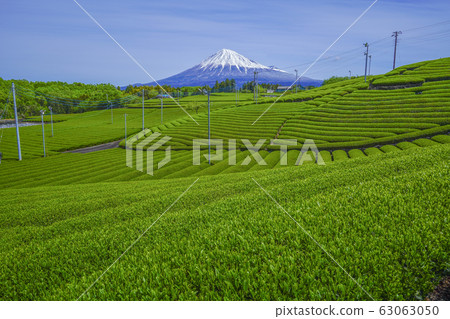 [Shizuoka Prefecture] Mt. Fuji Tea Field 63063050