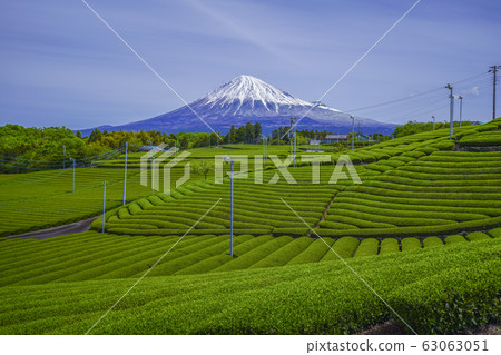 [Shizuoka Prefecture] Mt. Fuji Tea Field 63063051