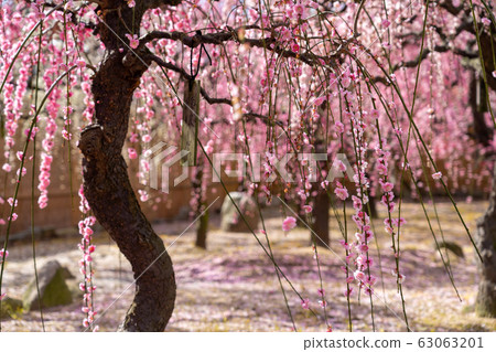 Plum Festival at Yuki Shrine in Tsu City, Mie Prefecture Plum Festival at Yuki Shrine in Tsu City, Mie Prefecture 63063201