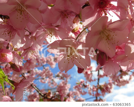 Kawazu cherry blossoms in early spring Kawazu cherry blossoms in early spring 63063365