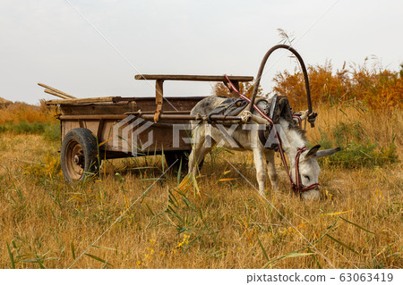 donkey harnessed to an iron cart stands in a donkey harnessed to an iron cart stands in a 63063419
