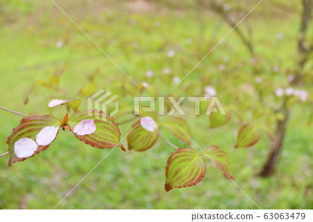 Cherry blossom petals Cherry blossom petals 63063479