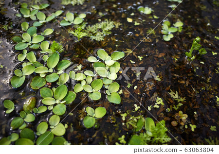 Pond, leaf 63063804