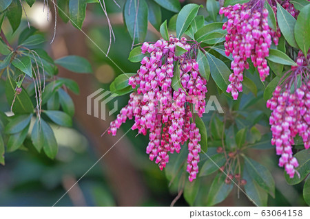 紅色Asevi花 63064158