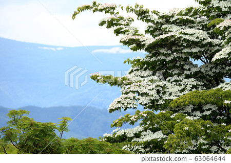 山越初夏村山初夏花 山越初夏村山初夏花 63064644