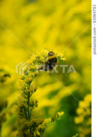 bumblebee collects flower nectar of goldenrod bumblebee collects flower nectar of goldenrod 63064783