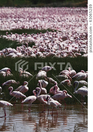 Coflamingo Coflamingo 63065289