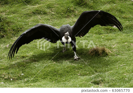 Andean Condor Preparing To Fly Away Andean Condor Preparing To Fly Away 63065770