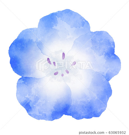 Nemophila blue flower watercolor illustration material Nemophila blue flower watercolor illustration material 63065932