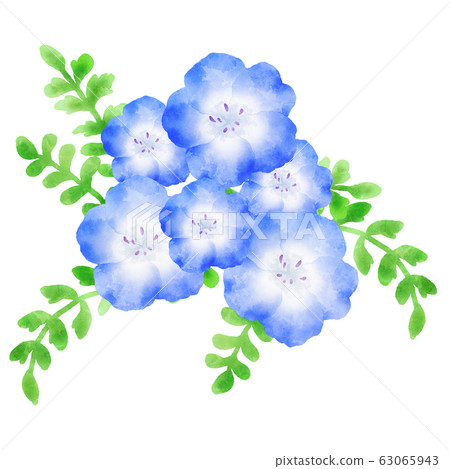 Nemophila blue flower watercolor illustration Nemophila blue flower watercolor illustration 63065943