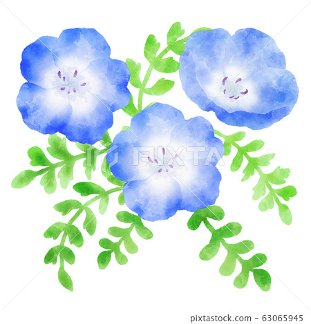Nemophila blue flower watercolor illustration Nemophila blue flower watercolor illustration 63065945