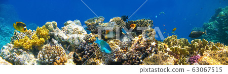 Underwater world. Coral fishes of Red sea. Underwater world. Coral fishes of Red sea. 63067515