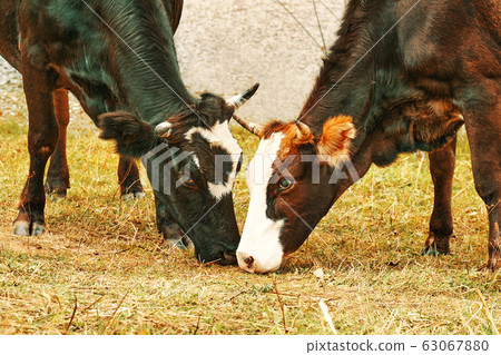 Herd of cows. 63067880