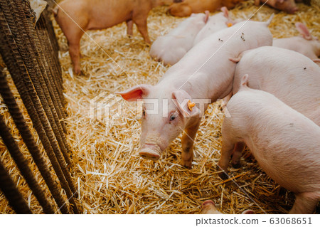 young pigs and piglets in barn livestock farm young pigs and piglets in barn livestock farm 63068651