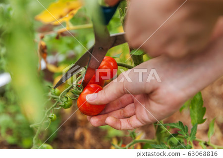 Gardening and agriculture concept. Woman farm Gardening and agriculture concept. Woman farm 63068816