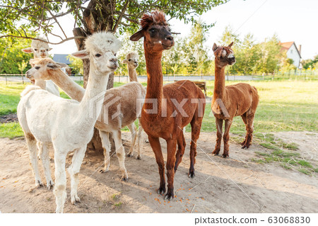 Cute alpaca with funny face relaxing on ranch in 63068830