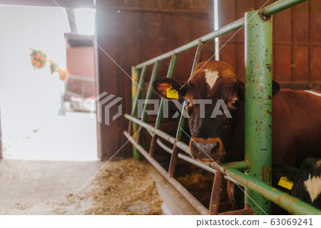cows grazing in stable beef production 63069241