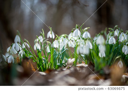 Close up of snowdrop flowers 63069875