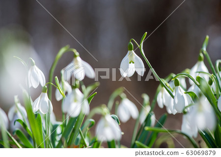 Close up of snowdrop flowers Close up of snowdrop flowers 63069879