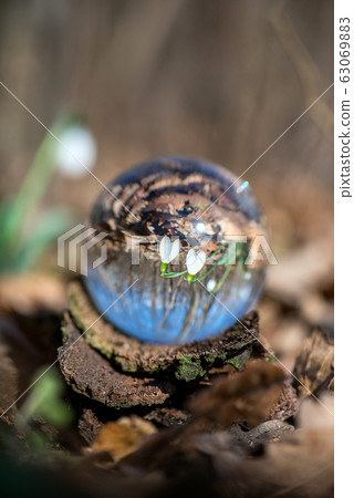 Close up of blooming snowdrop reflected in a lens Close up of blooming snowdrop reflected in a lens 63069883