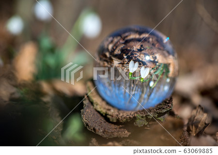 Close up of blooming snowdrop reflected in a lens Close up of blooming snowdrop reflected in a lens 63069885