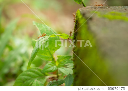 red ants with team work. red ants with team work. 63070475