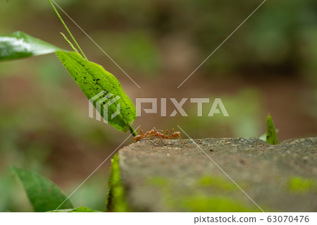 red ants with team work. red ants with team work. 63070476