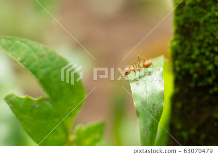 red ants walk alone adventure red ants walk alone adventure 63070479