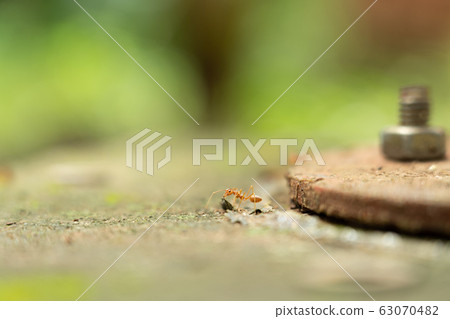 red ants alone on the concrete. red ants alone on the concrete. 63070482