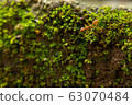 red ants walk alone adventure 63070484