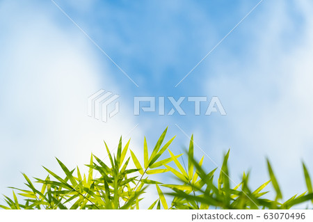 Bamboo and blue sky. Bamboo and blue sky. 63070496